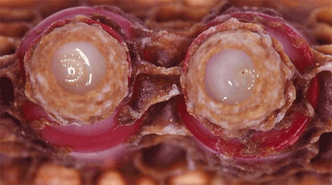 2 started queen cells on a cell bar after 24 hours