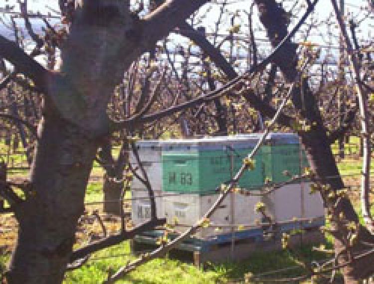 Beehives located in an orchard. Note the Beekeeper's name and contact details (including landline and mobile phone number) on the hives