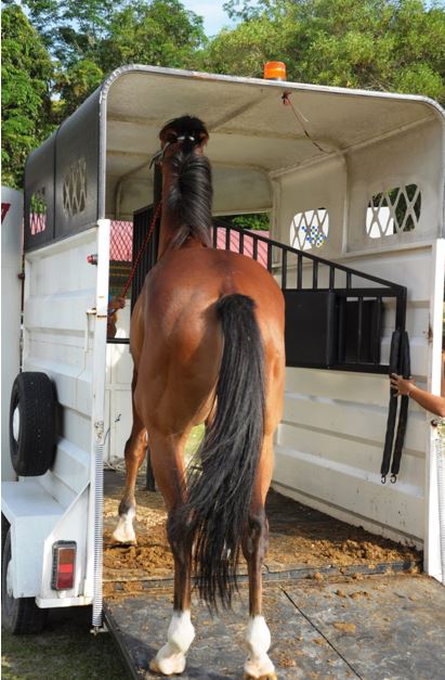 A horse being loaded into a trailer.
