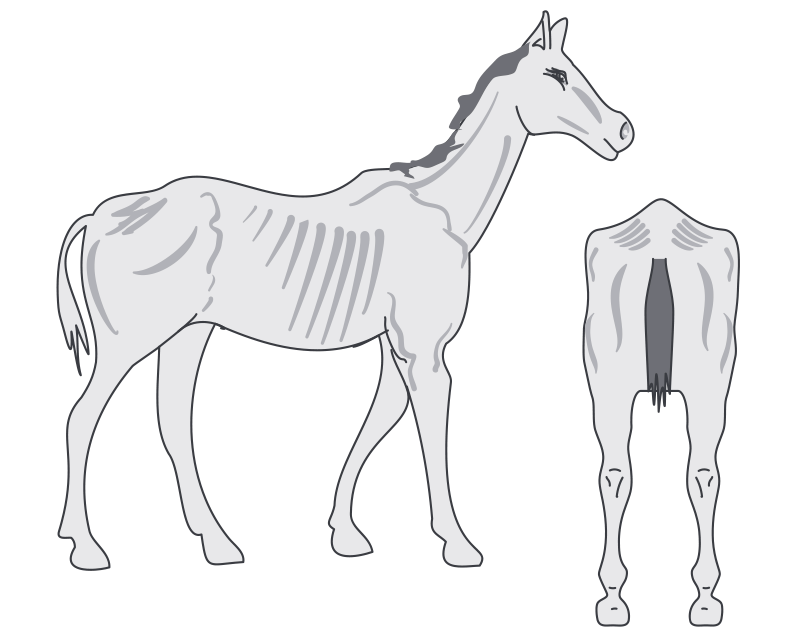 Horse in condition score: 0 very poor condition