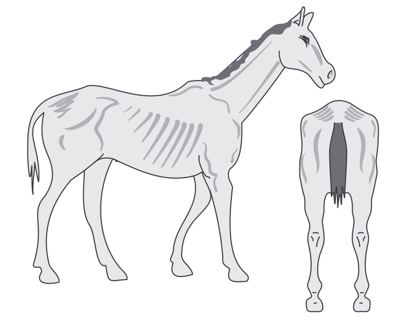 Horse in condition score: 1 poor condition