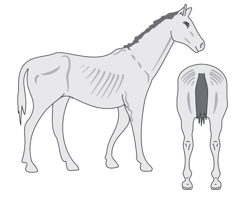 Horse in condition score: 2 moderate condition