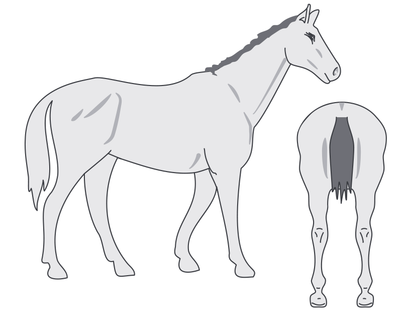 Horse in condition score: 3 good condition