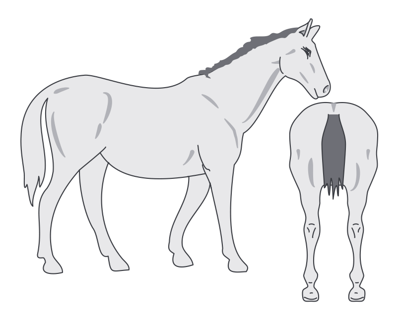 Horse in condition score: 4 horse is fat