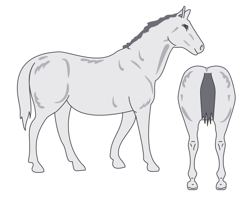 Horse in condition score: 5 horse is very fat