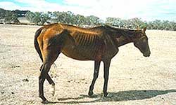 Horse with prominent spine, pelvis and ribs, lack of muscling and tightness of skin over bones.