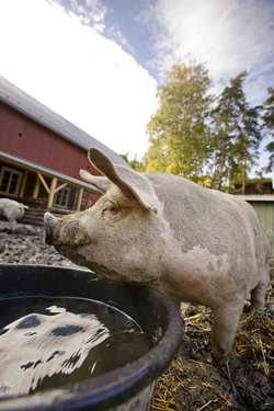 Pig in its pen drinking out of a large bucket of water