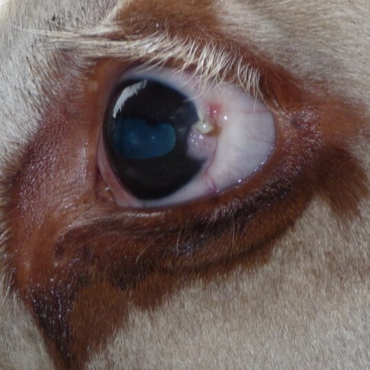 Close up of a cow’s eye with a small cancer near the iris. The cow has light-coloured hair around the eye and white eyelashes.