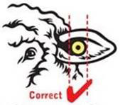 Image of sheep showing the correct placement of the tag. This is the middle of the ear.