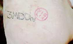 An example of tattoo brands on a pig carcass