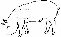 Diagram of a pig showing the left shoulder area where tattoo brands should be placed