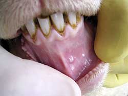 Inside of a sheep's mouth showing two nodules on the gums