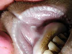 Inside of a sheep's mouth showing a healing lesion on upper lip
