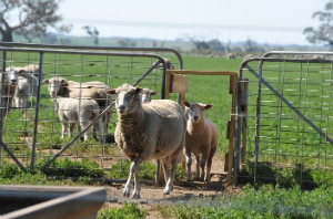 Ewe walking through a single-file gate with a lamb following closely behind