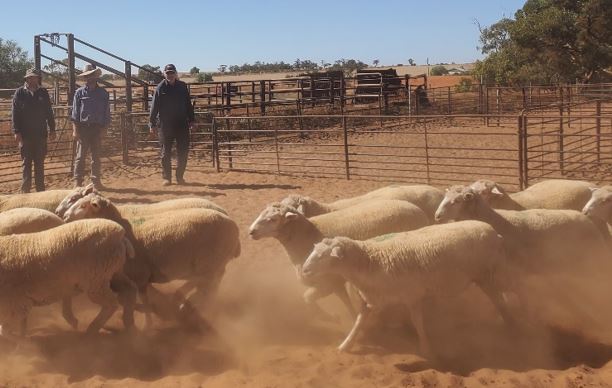 Three people standing near sheep pens with sheep running in foreground.