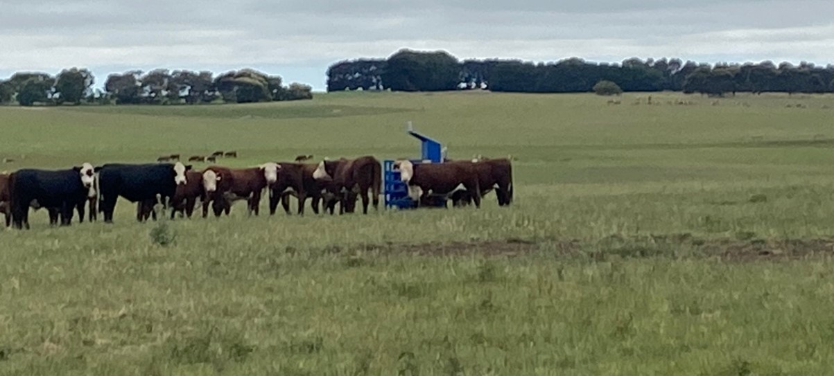 The Optiweigh system is used for tracking cattle weights to increase production efficiency and reduce the carbon emissions intensity of the farm. Cows in a field around an Optiweigh scale