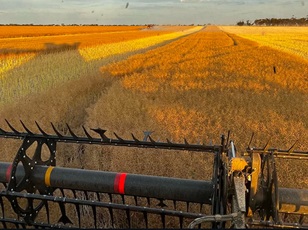 View out of the back of a harvester in a canola field under a low sun.