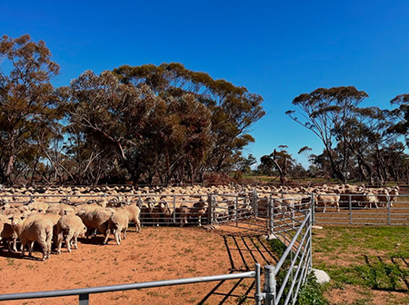 Sheep in stockyards separated by metal six-bar fencing.