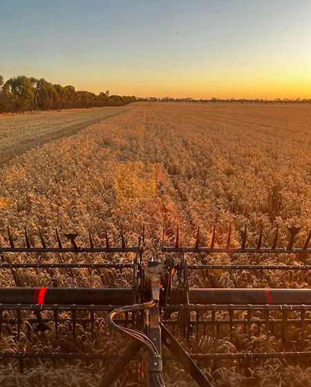 View behind a tractor of a field of wheat tinted red by a low sun.