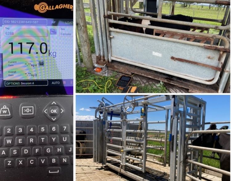 Crush and weighing equipment upgrades at the Wilandra Farms as part of a Pilot Action Plan Grant