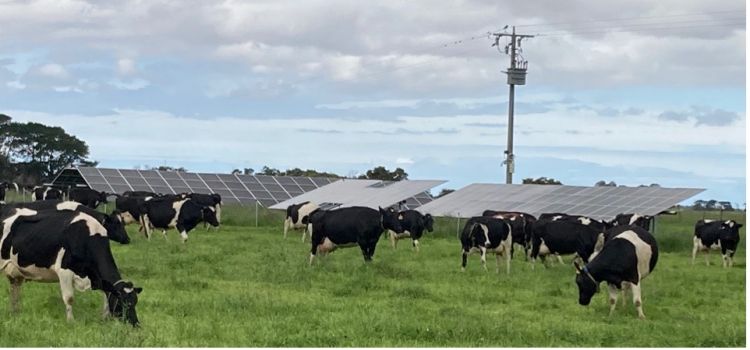 Cows grazing pasture to a backdrop of solar panels on Wilandra Farms