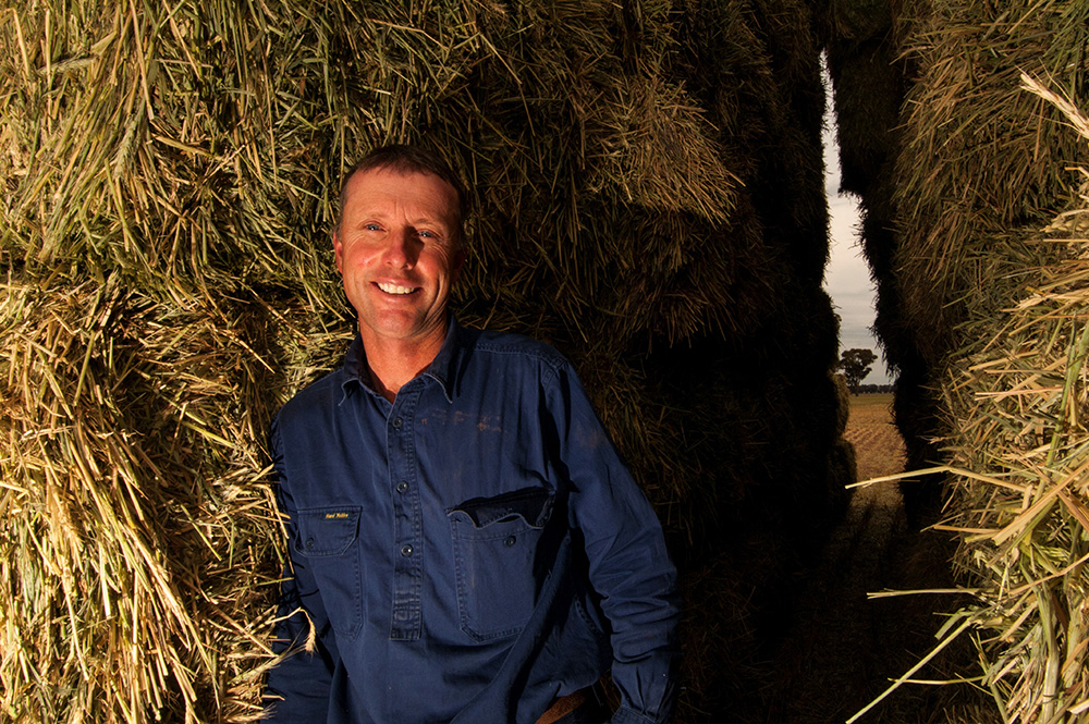 Farmer standing inbetween square hay bales