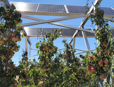 Plants underneat solar panels