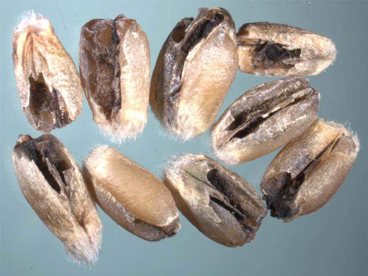 Karnal bunt grain seed infection