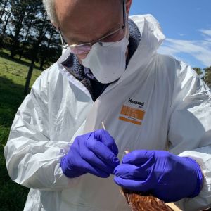 Vet in biosecurity clothing assessing chicken