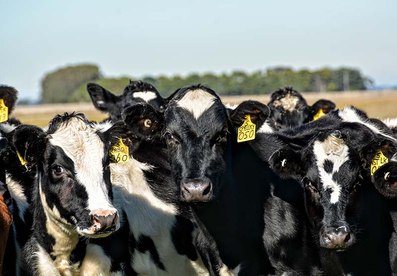 A group of young cattle lookng at camera with paddock and windbreak in distance
