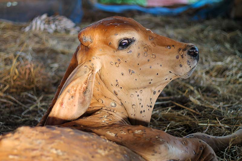 young brahman cow covered in lumpy skin lesions looking back at camera