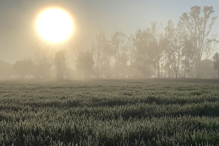 A crop at sunrise on a frosty morning