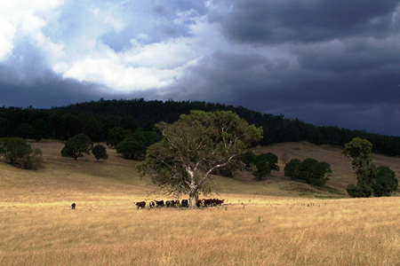 image of field with amazing grey sky