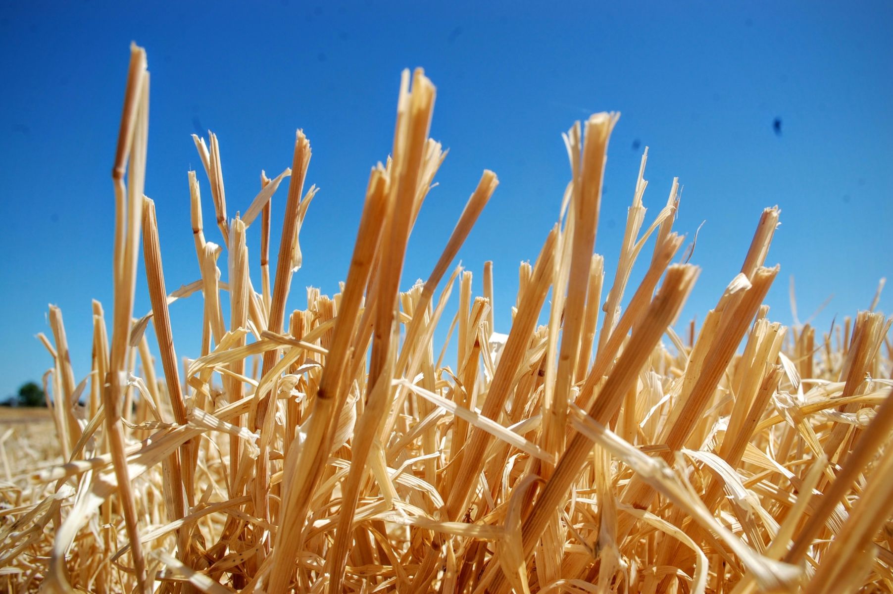 Stubble providing groundcover