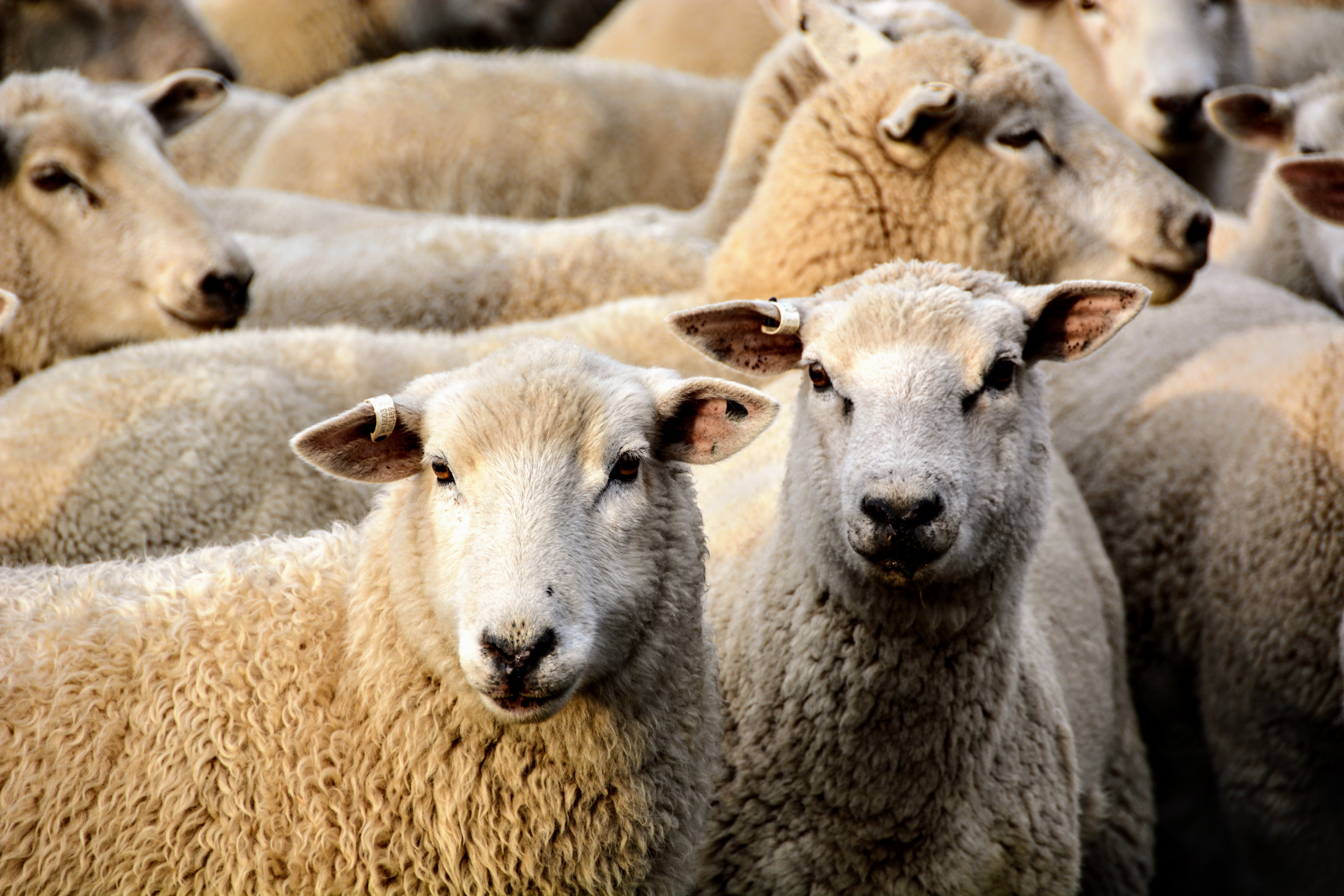 Sheep in holding pen