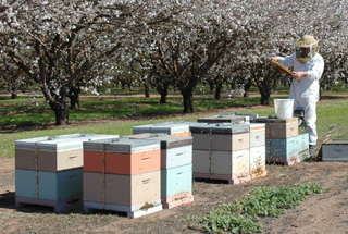 A bee keeper inspecting hives.