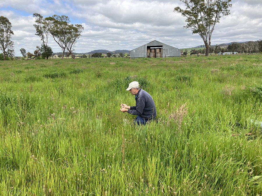 Man hunkered down in pasture, sampling the grass by hand.