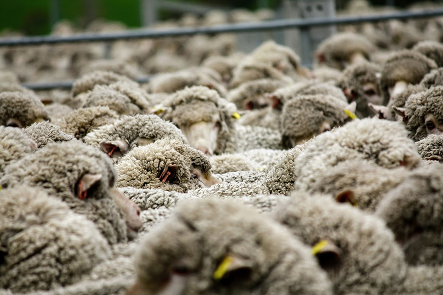 View across the heads of sheep in a stock containment area