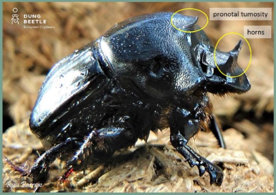 Profile of bubas bison (major male) with circles indicating pronotal ridge and arrows to tubercle and front ridge