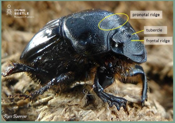 Profile of bubas bison (female) with circles indicating pronotal ridge and arrows to tubercle and front ridge
