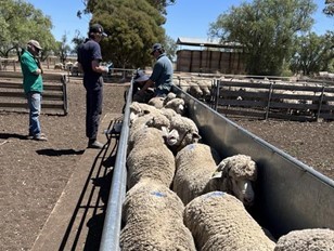 Tightly bunched sheep moving between pens