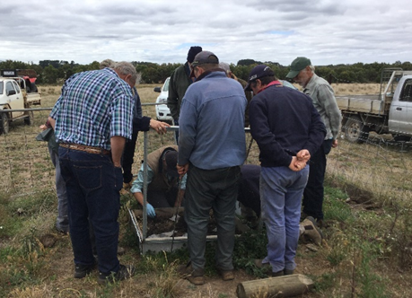 Inspecting a dung beetle nursery at Cashmore Park