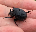 Native three-horned beetle