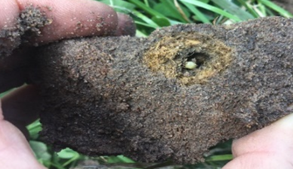 Part of the tunnel containing a dung beetle egg in a ball of dung  
