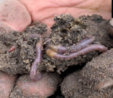 Large numbers of earthworms were found under the dung+ beetle plot
