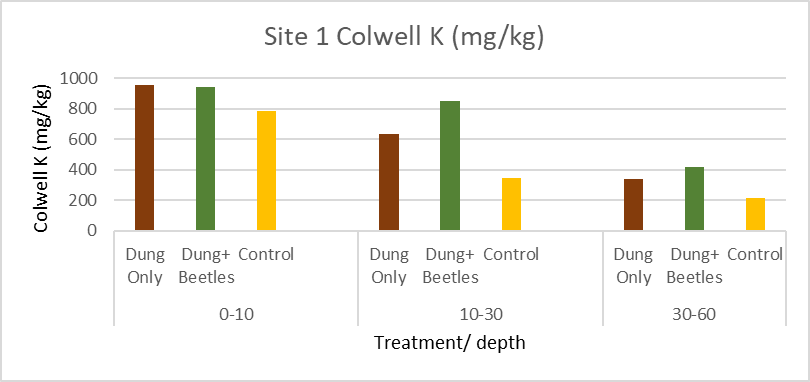Dung Only, Dung+Beetle and Control Colwell Potassium June 2021- 1 year after burial