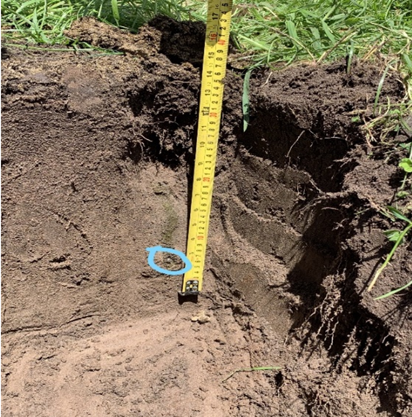 Dung beetle egg buried at 37cm in dung tunnel 
