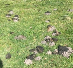 Evidence of dung beetle activity