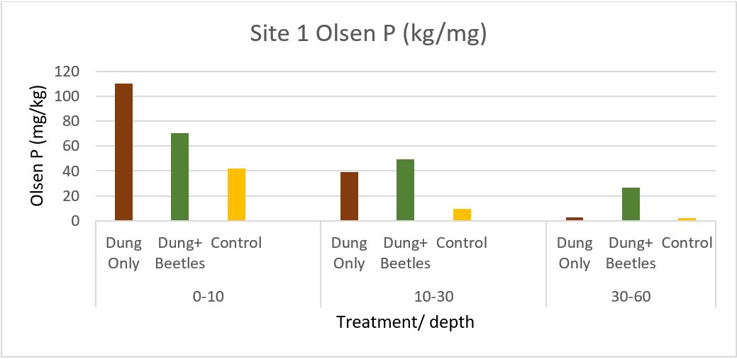 Dung Only, Dung+Beetle and Control Olsen Phosphorus June 2021- 1 year after burial