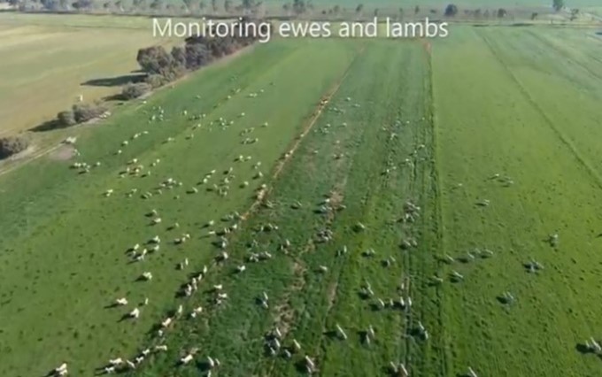 A paddock with sheep viewed from above